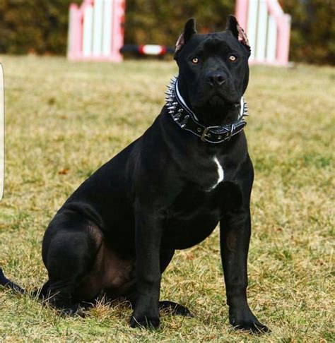 The exciting part of getting a black Pitbull is of course the buying process. . Black panther pitbull price